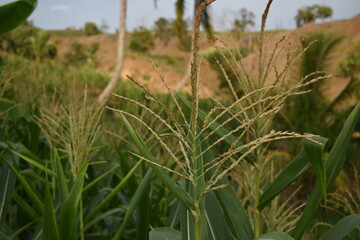 A flowering corn in the farm