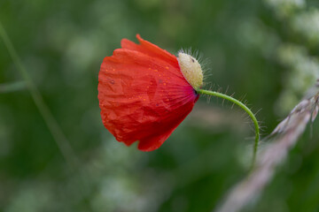 Klatschmohn (Papaver rhoeas), auch Klatschrose, Wilder Mohn, Feuermohn oder Mohnblume nach dem Regen