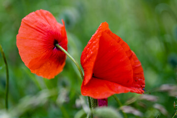 Fototapeta premium Mak kukurydziany (Papaver rhoeas), znany również jako mak kukurydziany, dziki mak, mak ognisty lub mak po deszczu