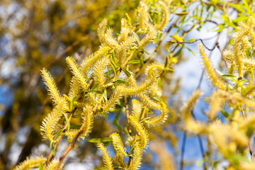 beautiful willow tree