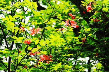 初夏　丹沢大山への道　緑の登山道　山つつじ