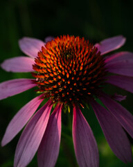 close up of pink flower