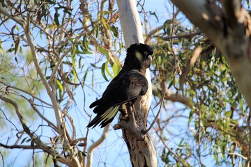 Yellow-tailed Black Cockatoo (Calyptorhynchus funereus), male, South Australia