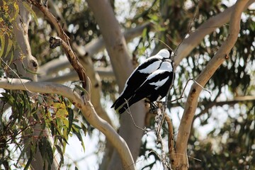 Australian Magpies (Cracticus tibicen)  South Australia