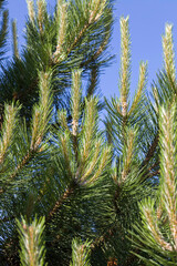 Obraz na płótnie Canvas pine tree