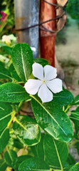 young pure white flower with leaves in the fields, Pure and young white flower in the fields, close up of young seedling in fields