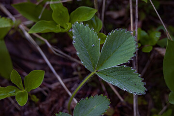 Wild Strawberry Leaves with water drops