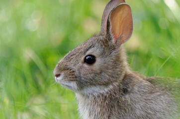 A young Eastern Cottontail bunny in the backyard