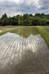 A rice paddy in northern Japan