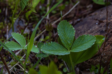 Wild Strawberry Leaves with water drops