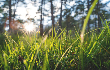 Close up of woodland with grass and young evergreens during sunset with sun beam in a forest, Mieminger Plateau, Austria