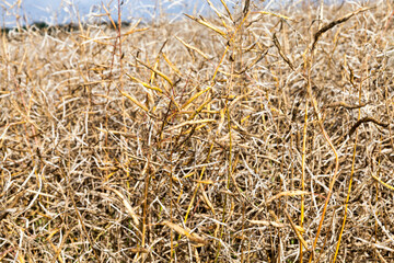 agricultural field rapeseed
