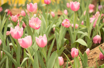 Obraz premium tulips in the park