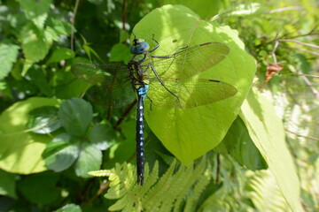 葉に止まるギンヤンマ