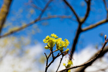 spring maple tree