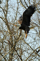 bald eagle in flight
