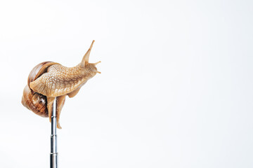 A horned snail sits on an antenna. The concept of radio communication and data transmission.