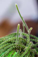 Fototapeta premium Succulent and cactus in pot