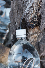 Collect birch sap. Juice from a tree. Season. Birch sap in a plastic bottle