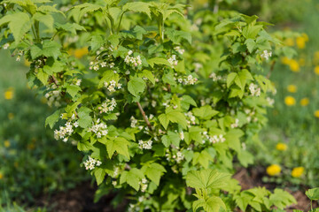 Raspberries are blooming. Sweet berries. Blossomed raspberry flowers. Springtime. Blooming garden. Garden plot