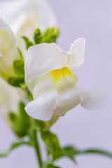 White dragon flowers or snapdragons (Antirrhinum)