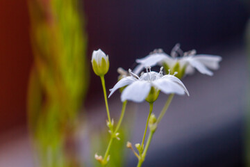 Close-up of white wildflowers in natural light