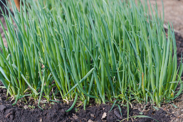 Fototapeta na wymiar Grows onions in the garden. Onions in the garden. Grow in the ground. Garden plot. Garden