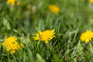 Dandelions are growing. Beautiful yellow flowers. Dandelions grow in the meadow. A lot of dandelions