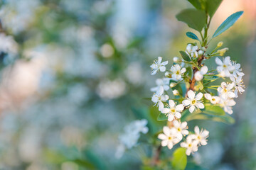 Apple tree blossoms with white flowers. Background. Flowers bloomed. The garden bloomed.