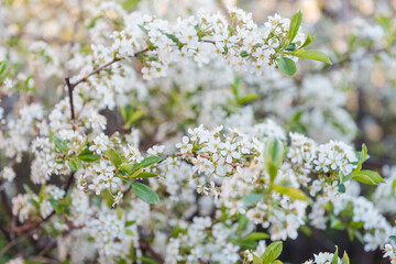 Apple tree flowers close-up. Apple blossom. Background. Natural fruits.
