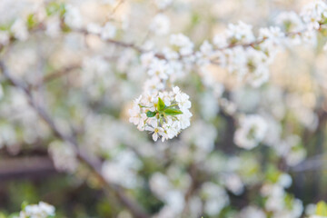 Apple tree blossoms with white flowers. Background. Flowers bloomed. The garden bloomed.