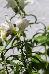 White dragon flowers or snapdragons (Antirrhinum)
