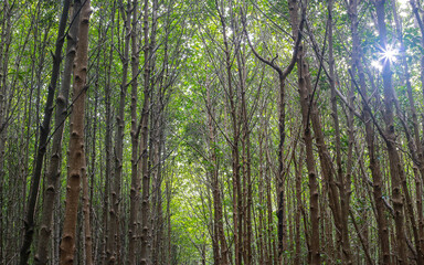 green forest in the morning