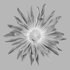 Obraz premium Close up of Chrysanthemum Flower in Grayscale