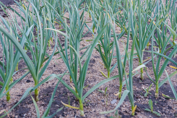 Garlic grows in the garden. Leaves of garlic. Homemade spice. Organic products. Grow garlic in the ground. Gardening. Land plot