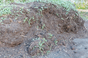 Humus in the garden. Natural fertilizers. Grow vegetables on the site. Agriculture. Organic fertilizer