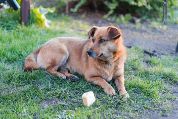 Ginger dog on the grass. The dog is eating. Pet. Cur. Dog is bread. The dog is lying on the grass