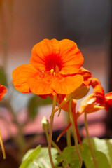 orange flowers of Tropaeolum majus plant
