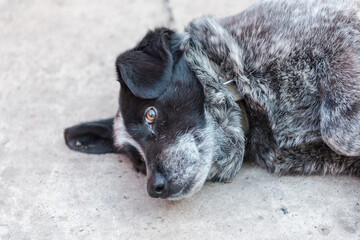 The dog is sleeping on the street. The dog is resting during the day. Tired. Favorite pet. Street dog. Beautiful animal.