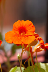 Fototapeta premium orange flowers of Tropaeolum majus plant
