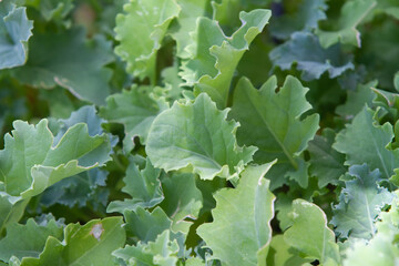 Kale plant in a pot in urban garden, natural light