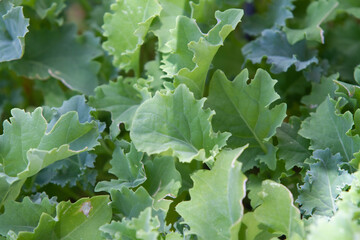 Kale plant in a pot in urban garden, natural light