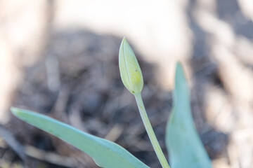 Tulips grow at home. Flowers in the garden. Red tulips. Pink flowers. Blossom. Gardening. To grow flowers. Favorite tulips