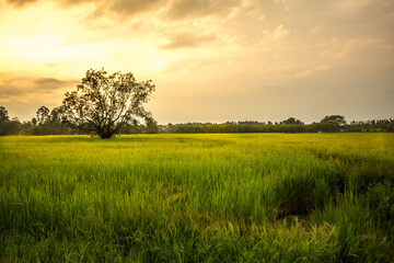 Fototapeta na wymiar sunset over the rice field