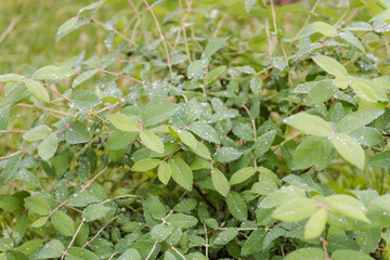 Dew on the leaves. Leaves after the rain. It has rained. Drops on the leaves. Early morning. Beautiful nature