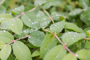 Dew on the leaves. Leaves after the rain. It has rained. Drops on the leaves. Early morning. Beautiful nature