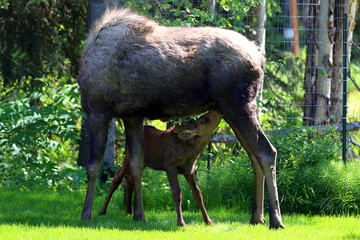 Moose cow calf Anchorage Alaska