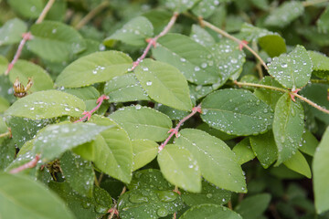 Dew on the leaves. Leaves after the rain. It has rained. Drops on the leaves. Early morning. Beautiful nature