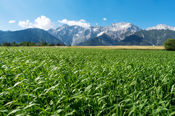 Agricaltural fields along the rocky mountain range with typical small Austrian church, Mieming,...