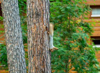 squirrel runs through the trees in the pine forest in search of food